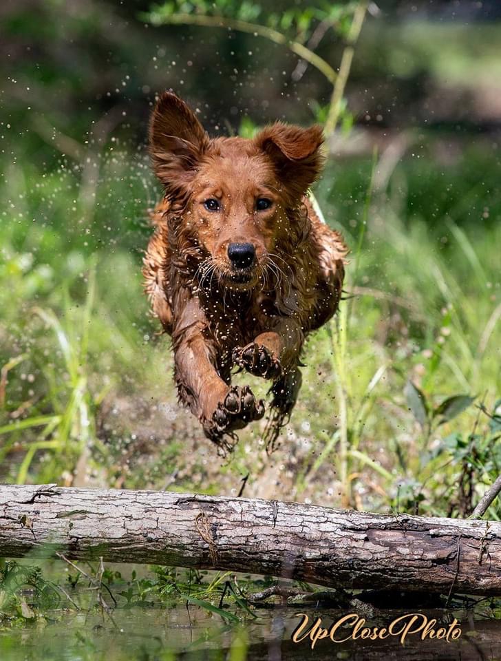 Gun Dog Training - Bayou Gundog - John McCarter