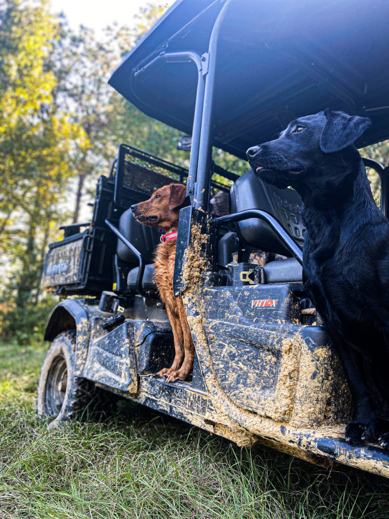 Gun Dog Training Bayou Gundog John McCarter