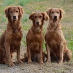 2026 Planned Litters: What’s Coming at Bayou Gundog